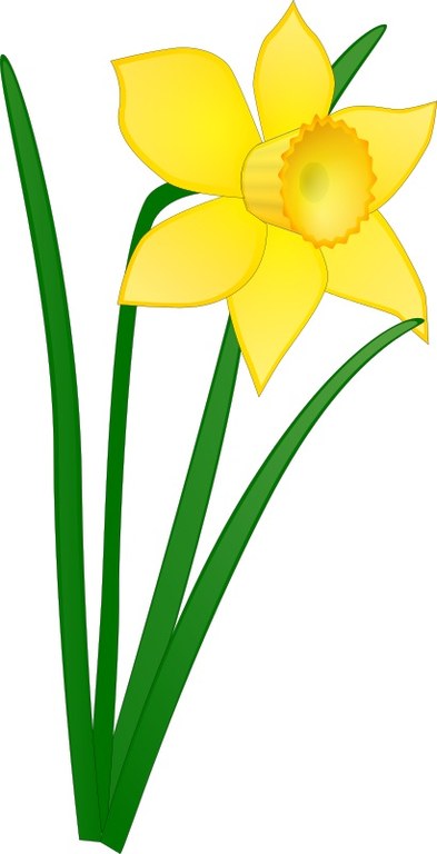 daffodil-jonathan-dietri-01-800px.jpg