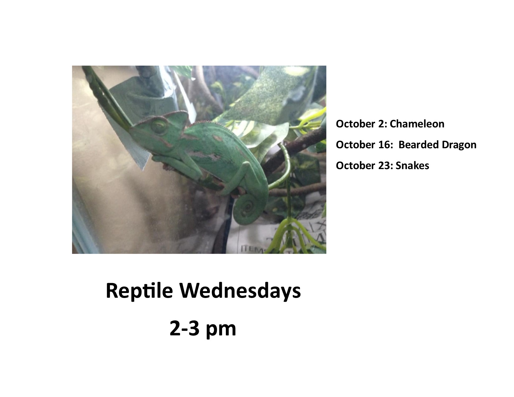 Reptile Wednesdays.jpg