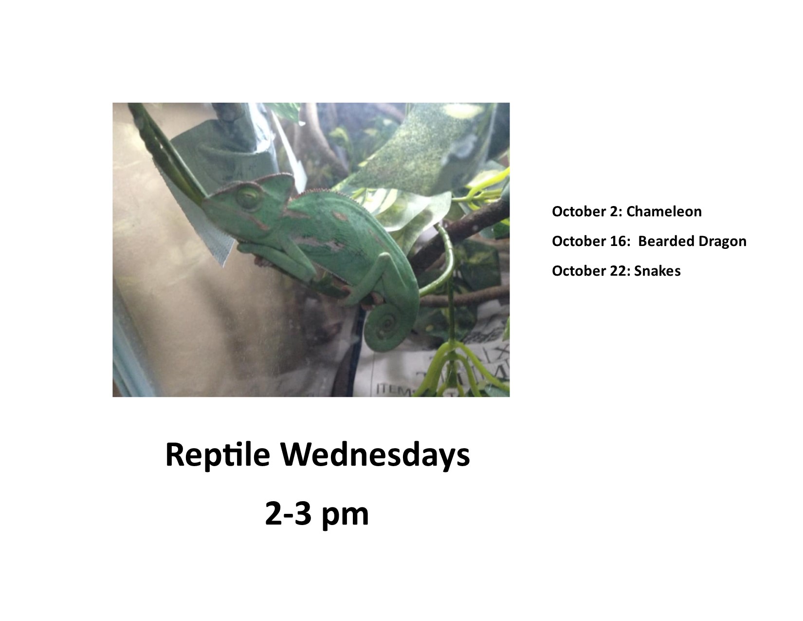 Reptile Wednesdays.jpg